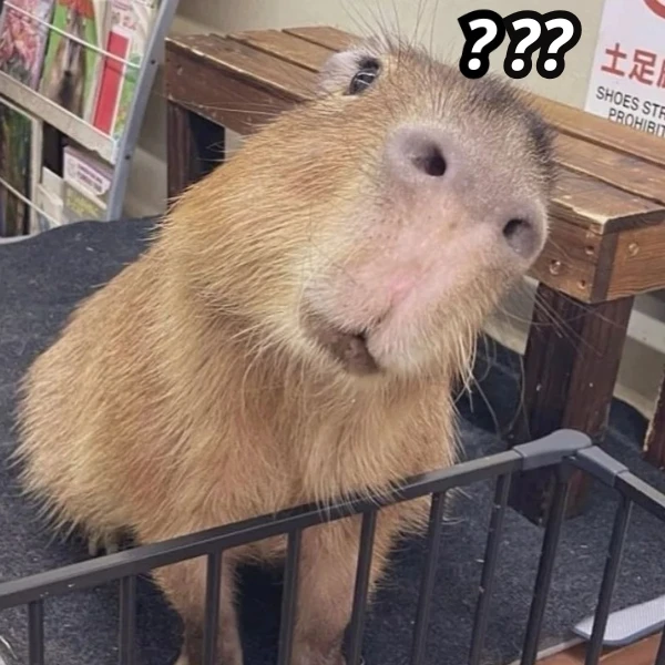 ảnh chế capybara meme ngộ nghĩnh