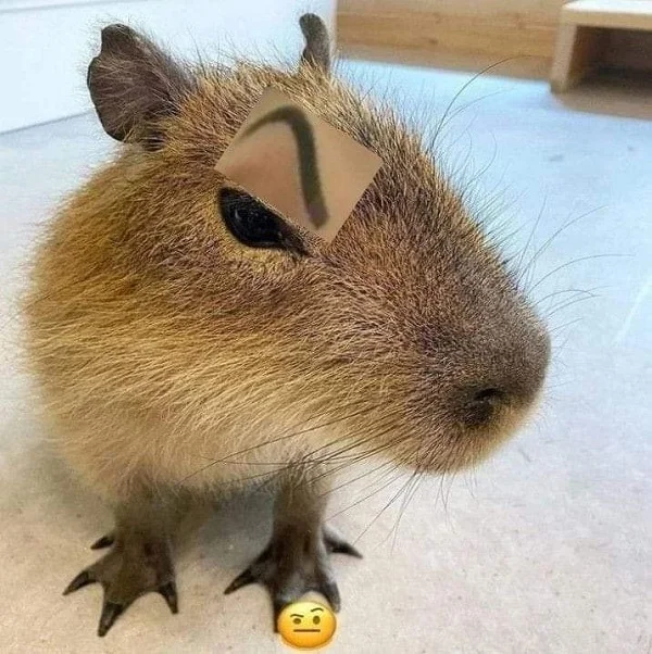 hình capybara meme gây cười