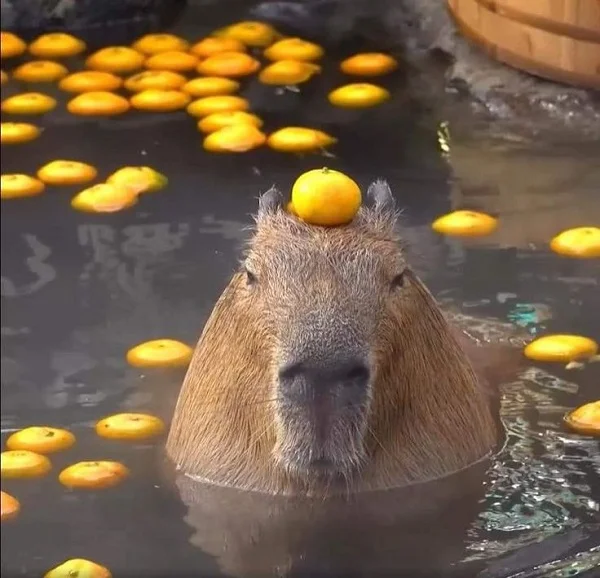 meme capybara hài hước