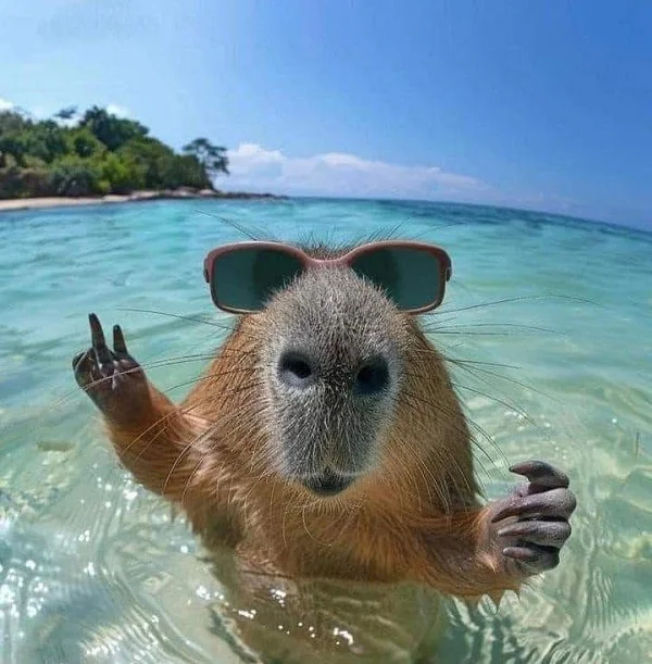 capybara meme chất