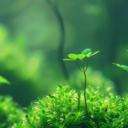 Hình nền điện thoại mệnh Thổ đẹp hợp phong thủy nhất 2025
