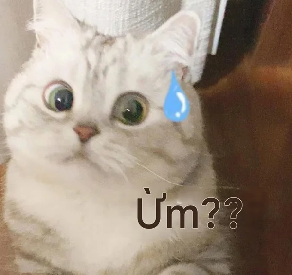 mèo bất ngờ meme