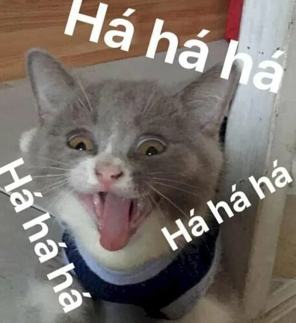 meme mèo cười haha cute