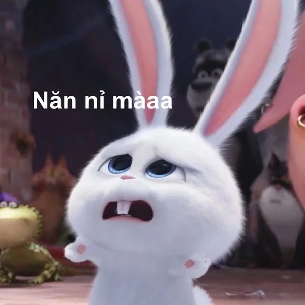 ảnh con thỏ meme năn nỉ hài hước