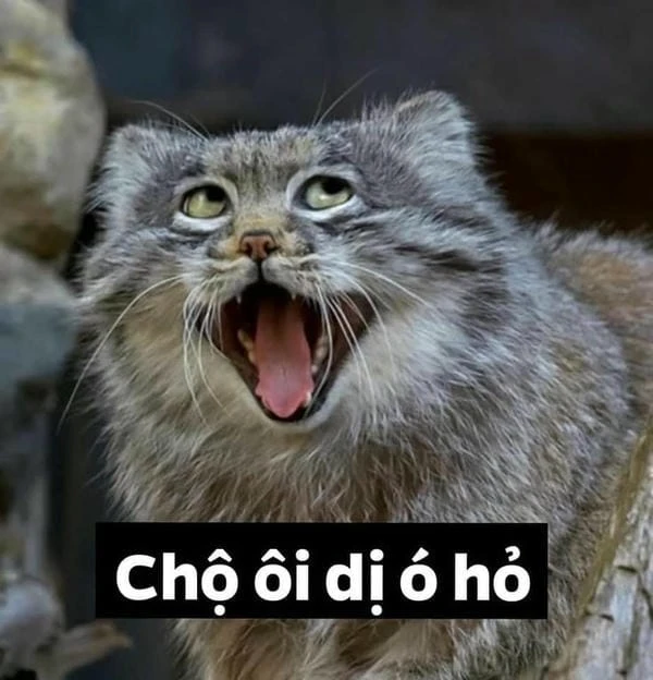 avatar bựa troll con mèo