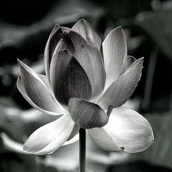 Ảnh profile tang lễ
