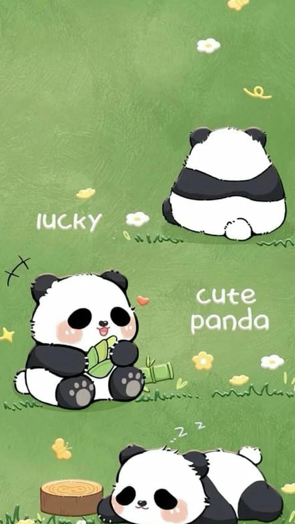 Hình ảnh gấu trúc làm hình nền điện thoại