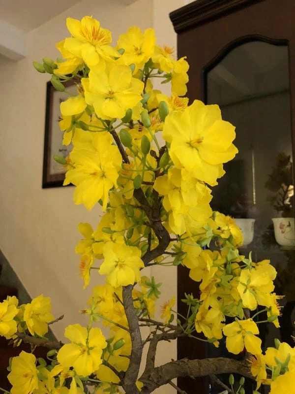 hình nền hoa mai cho điện thoại