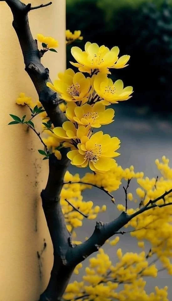 Hình nền hoa mai đẹp nhất