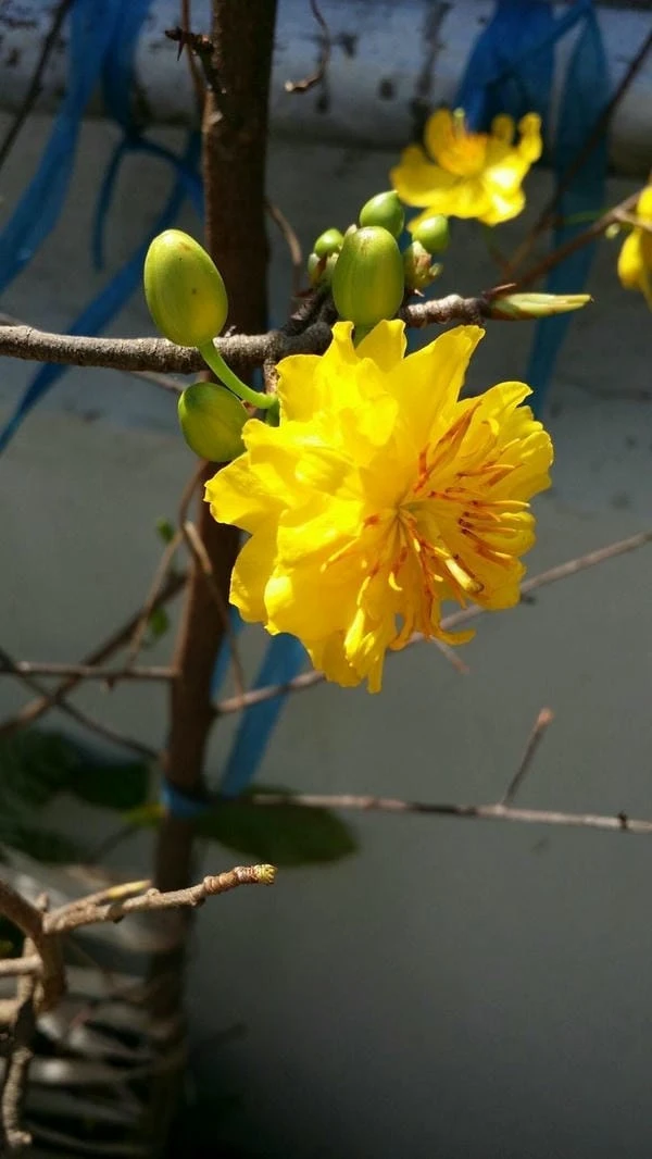 Hình nền hoa mai Tết Nguyên Đán cho điện thoại