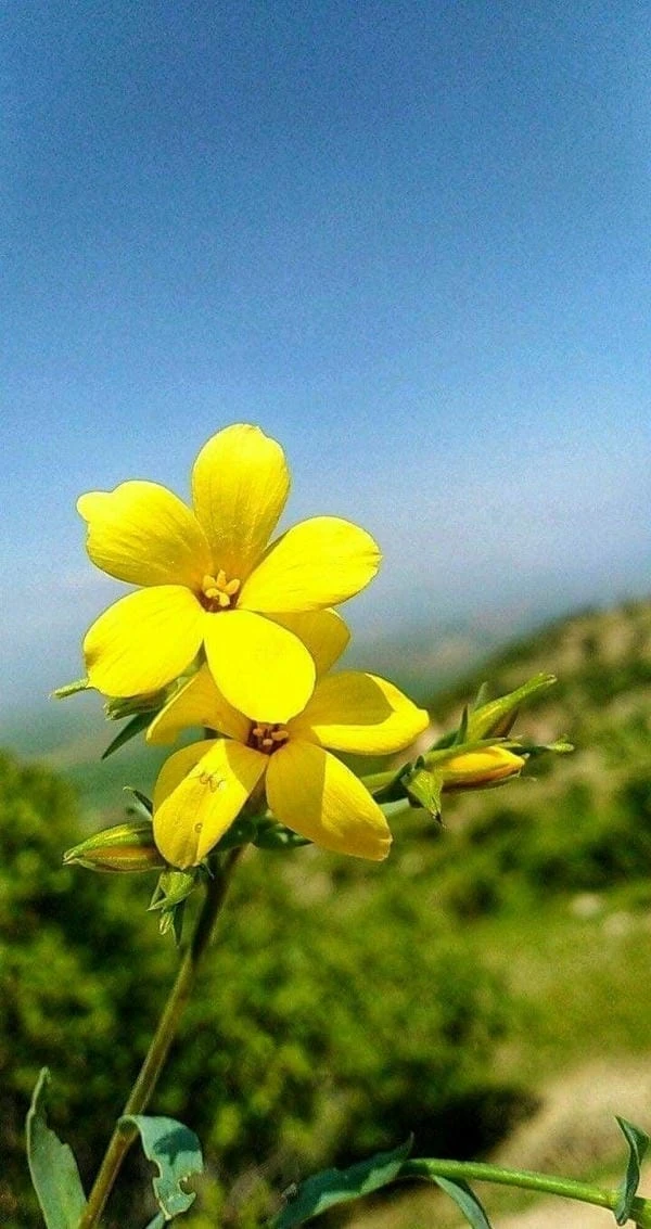Hình nền điện thoại bông hoa mai