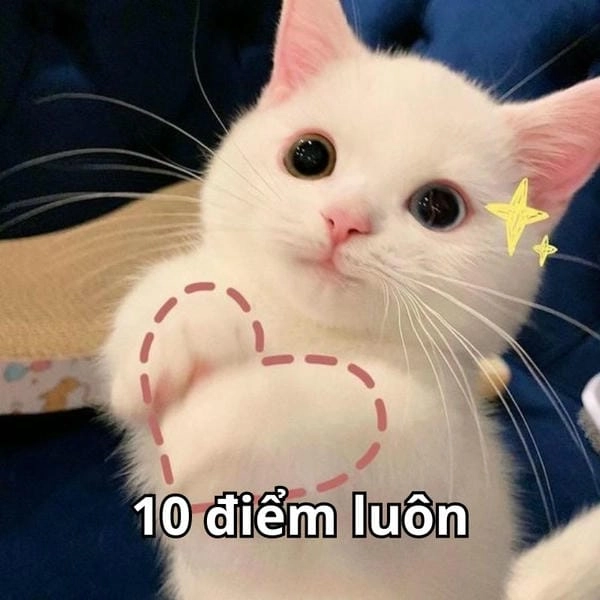Meme đạt 10 điểm trong lòng fan