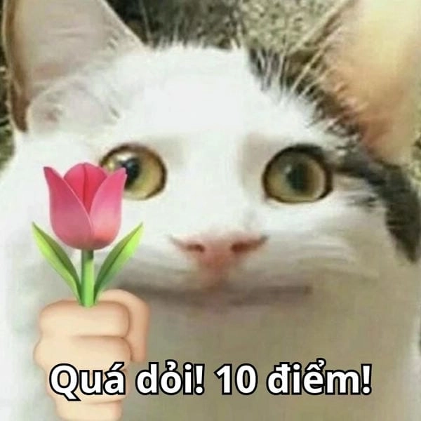 10 điểm meme tặng hoa