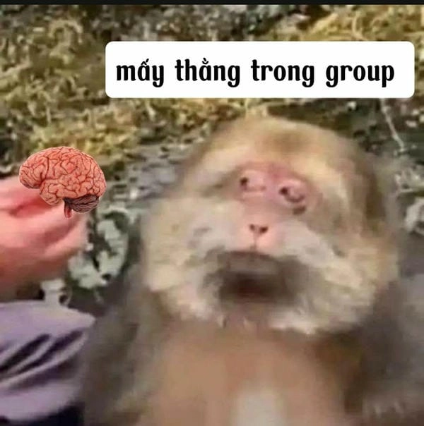 tải ảnh meme bựa ảnh chế