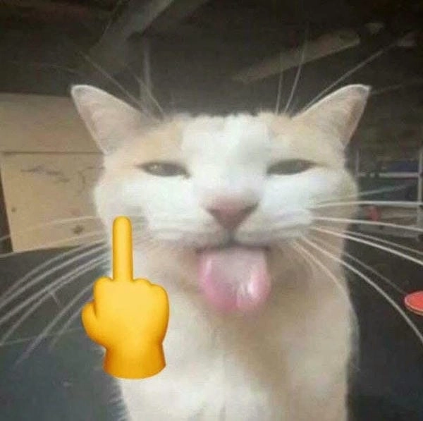 ảnh mèo meme bựa