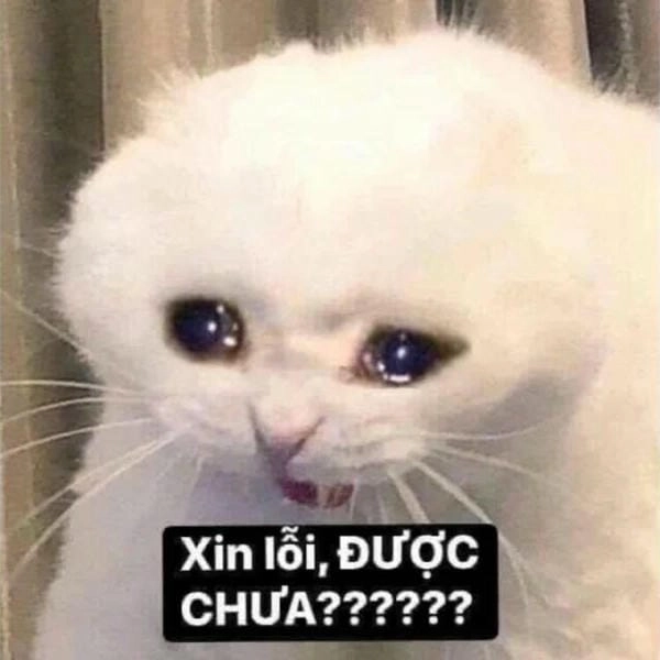 ảnh meme cười ra nước mắt đáng thương