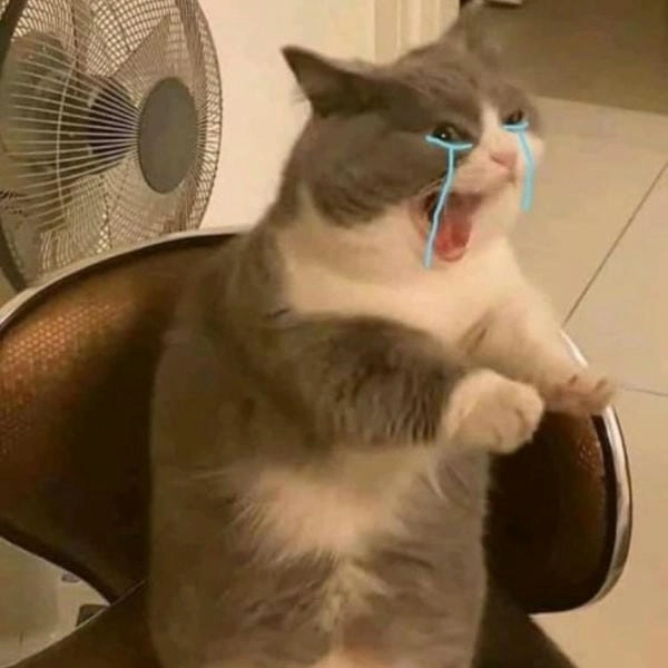 tải meme rớt nước mắt đĩ mèo