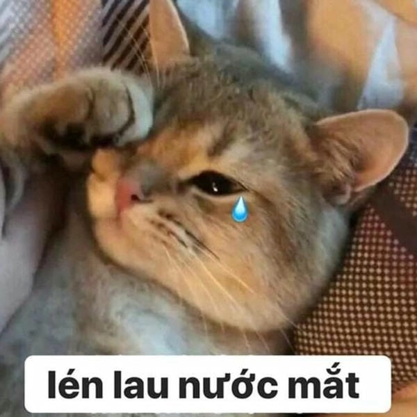 tải ảnh cười ra nước mắt meme