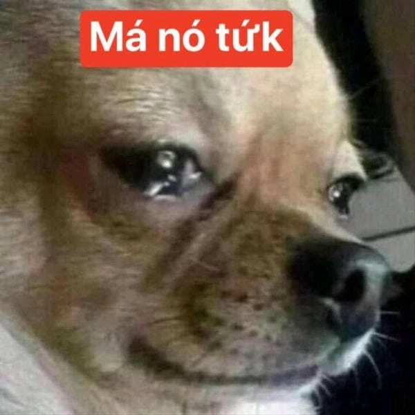 ảnh cười trong nước mắt meme tức