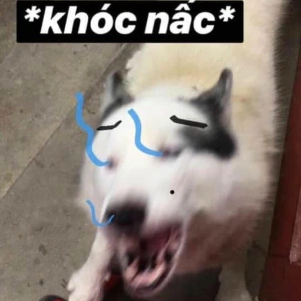 ảnh meme cười chảy nước mắt hài hước