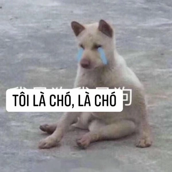 meme cười ra nước mắt hình chó