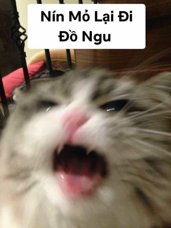 Nín cái mỏ lại meme mèo