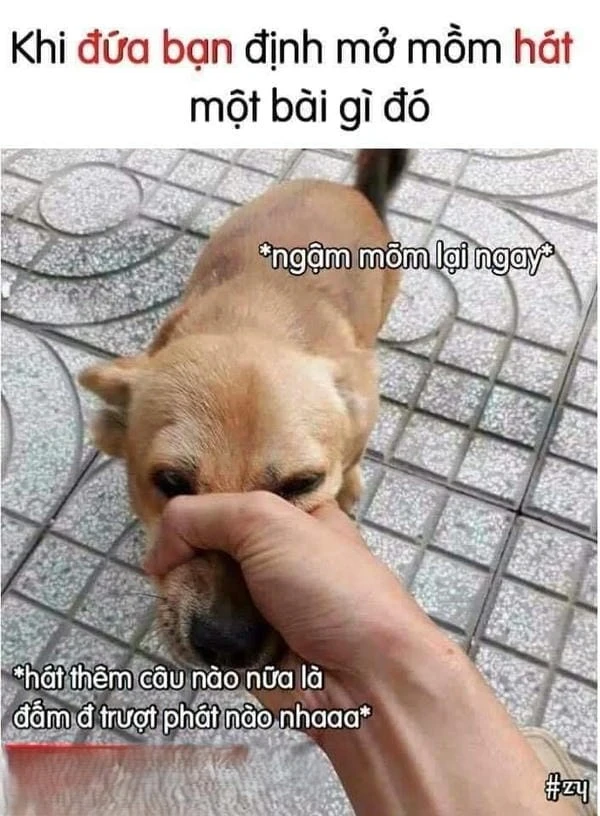 con chó nín meme