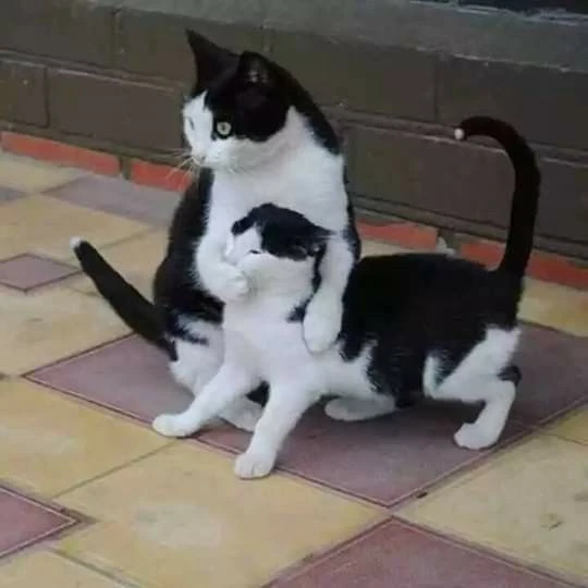 Hình meme nín buồn cười
