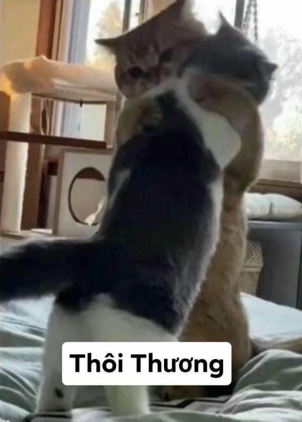 meme con mèo ôm đầu