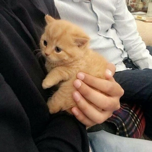 ảnh ôm mèo meme dễ thương