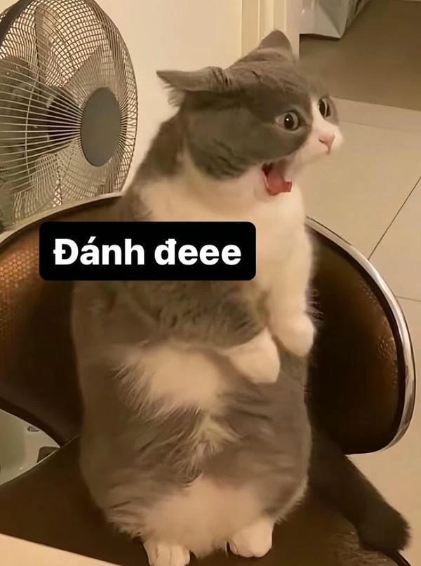 Meme giận dữ đáng yêu