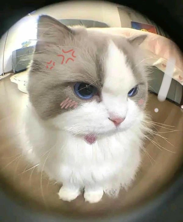 ảnh meme tức giận hài hước