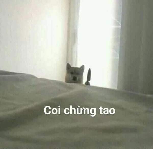 Meme giận cute siêu dễ thương