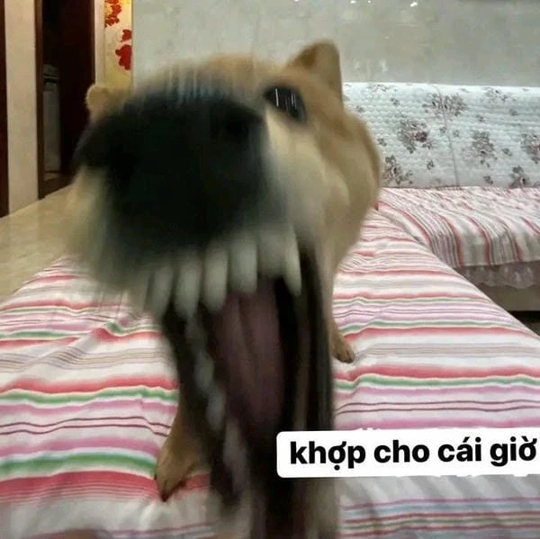 ảnh meme tức giận