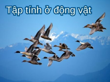 Tập tính ở động vật là gì? Khái niệm, ví dụ về các tập tính