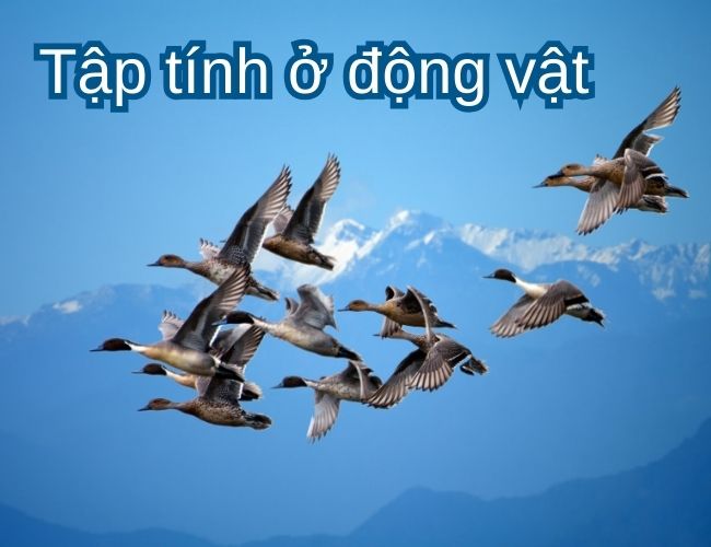 tập tính ở động vật