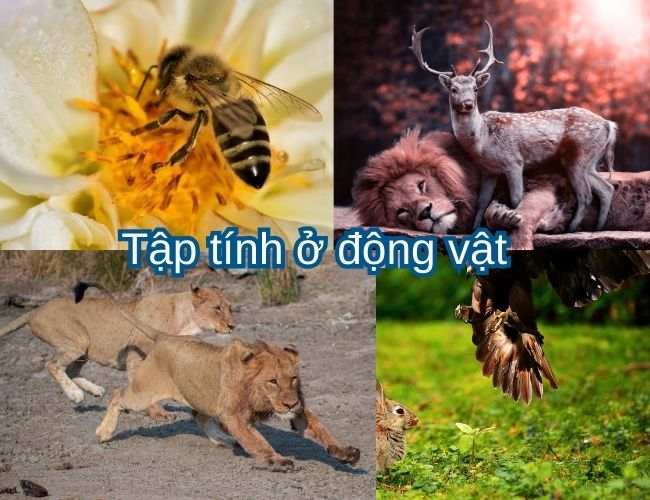 Tập tính kiếm ăn ở động vật