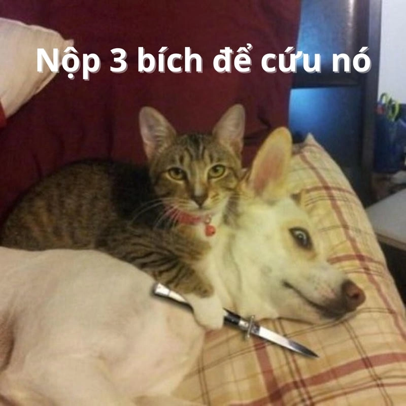 3 bích tuyệt vời trong meme