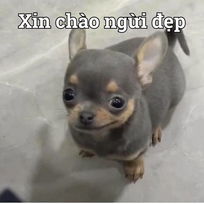 Meme chó chihuahua vui nhộn