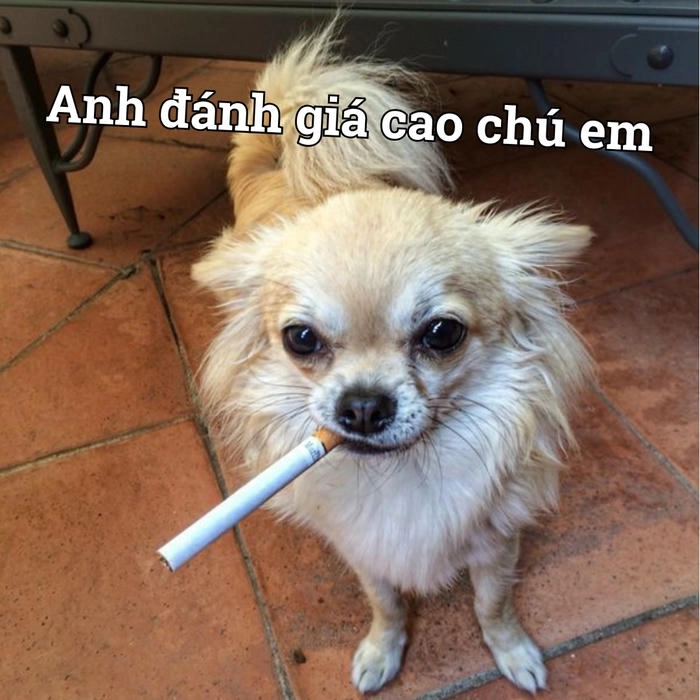 Meme chihuahua phổ biến