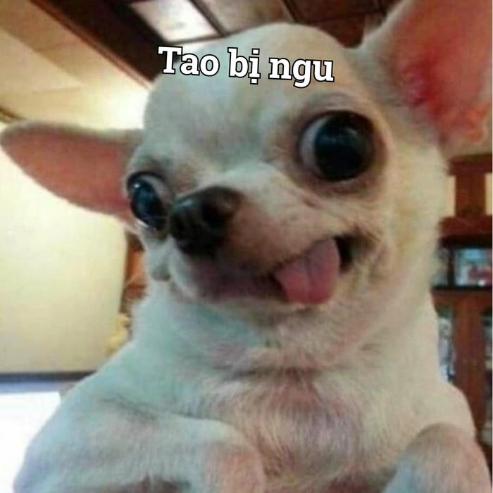 Meme chihuahua gây thích thú