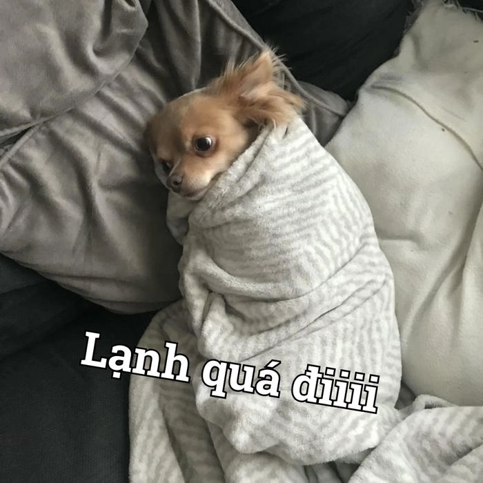 Chó chihuahua meme siêu dễ thương