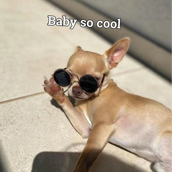 Hình ảnh chihuahua meme vui