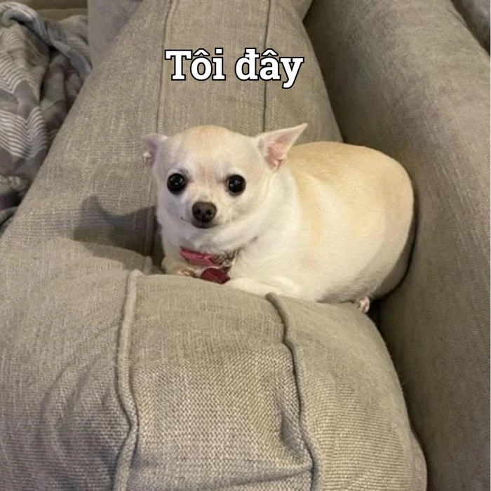 Meme hài về chó chihuahua