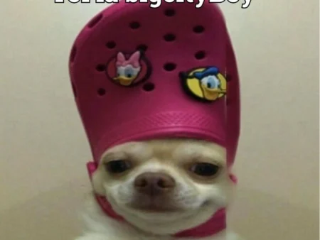 Top 99+ chihuahua meme những khoảnh khắc cười ngả nghiêng!