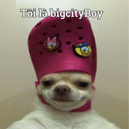 Top 99+ chihuahua meme những khoảnh khắc cười ngả nghiêng!