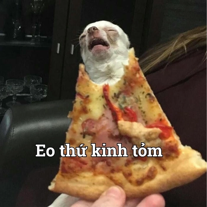 Meme chihuahua đáng yêu nhất