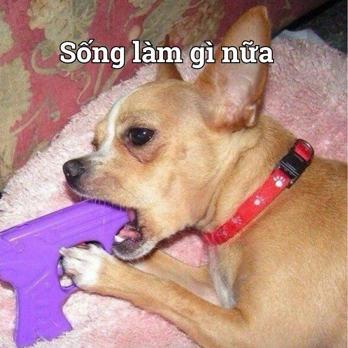 Chó chihuahua meme cười nghiêng ngả