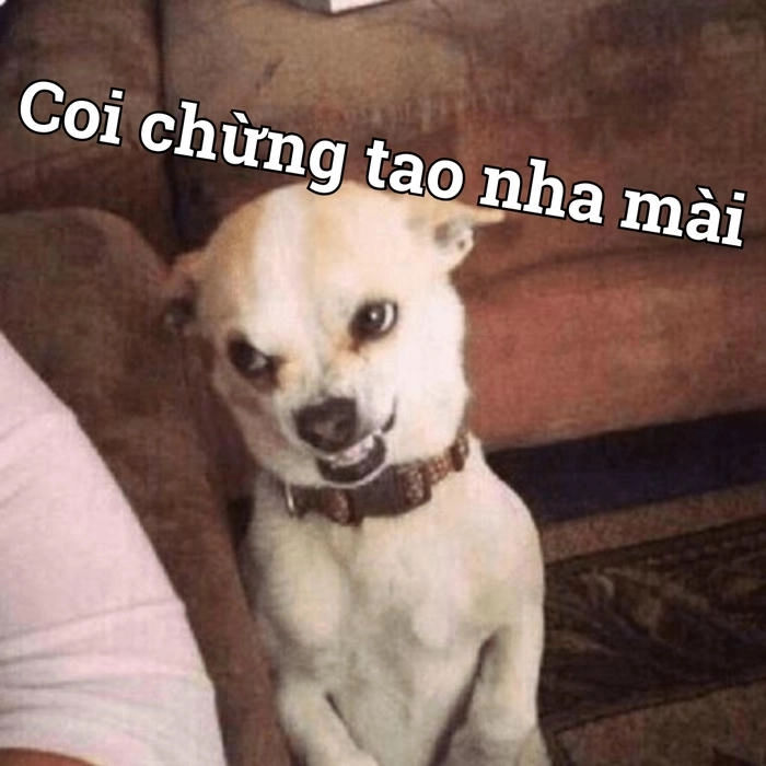 Meme chó chihuahua ngộ nghĩnh