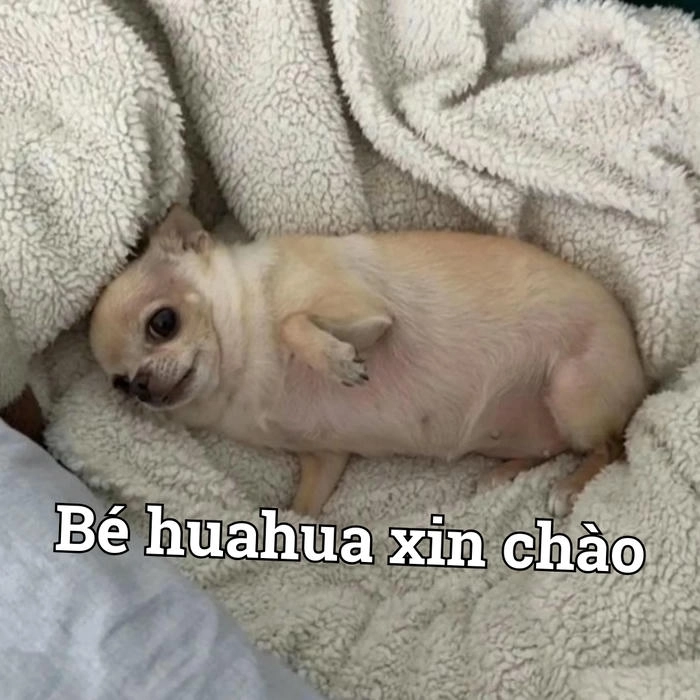 Meme chihuahua cute